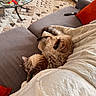 blanket, box, cat, cat_toy, coffee_table, couch, cozy, curtain, fluffy, furniture, home, indoor, living_room, orange_pillow, patterned_rug, pet, relaxed, remote_control, resting, rug