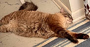 Millie Vanelli joined the competition — help win amazing prizes! animal, cat, corner, cozy, curtain, door, feline, floor, fluffy, home, indoor, leaf_pattern, pet, relaxed, resting, rug, sleeping, striped_rug, tile_floor, wall