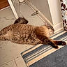 animal, cat, corner, cozy, curtain, door, feline, floor, fluffy, home, indoor, leaf_pattern, pet, relaxed, resting, rug, sleeping, striped_rug, tile_floor, wall