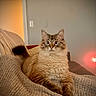 Millie Vanelli joined the competition — help win amazing prizes! animal, blanket, cat, couch, cozy, curious, ears, feline, fluffy, fur, home, indoor, knitted, pet, relaxed, seated, tail, warm_lighting, whiskers, wide_eyes