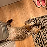 Millie Vanelli is registered to the contest to win money with this photo: animal, cabinet, cat, cozy, curious, cute, door, feline, fluffy, furniture, home, indoor, pattern, paw, pet, relaxed, rug, slippers, stretching, wooden_floor