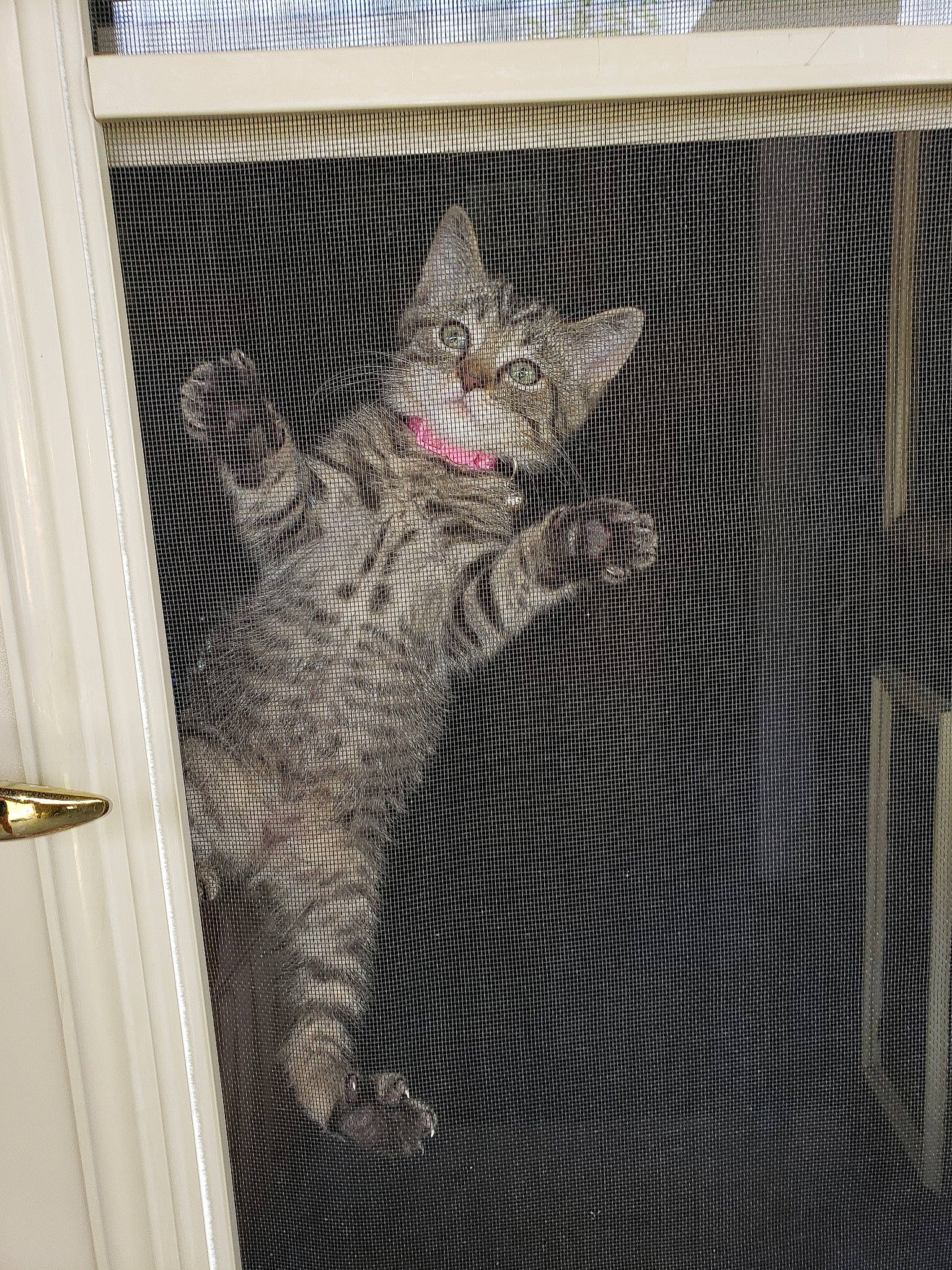 Dora joined the competition — help win amazing prizes! carnivore, cat, domestic_short_haired_cat, door, dragon_li, egyptian_mau, european_shorthair, felidae, kitten, ocicat, pixie_bob, polydactyl_cat, small_to_medium_sized_cats, tabby_cat, tail, whiskers, wild_cat, window