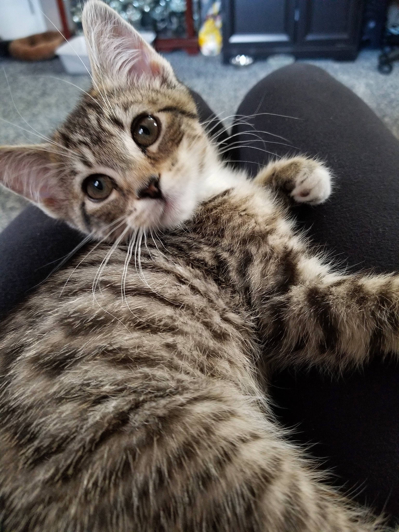 Bee joined the competition — help win amazing prizes! american_shorthair, american_wirehair, asian, carnivore, cat, domestic_short_haired_cat, dragon_li, egyptian_mau, european_shorthair, felidae, fur, kitten, mammal, paw, pixie_bob, small_to_medium_sized_cats, snout, tabby_cat, vertebrate, whiskers