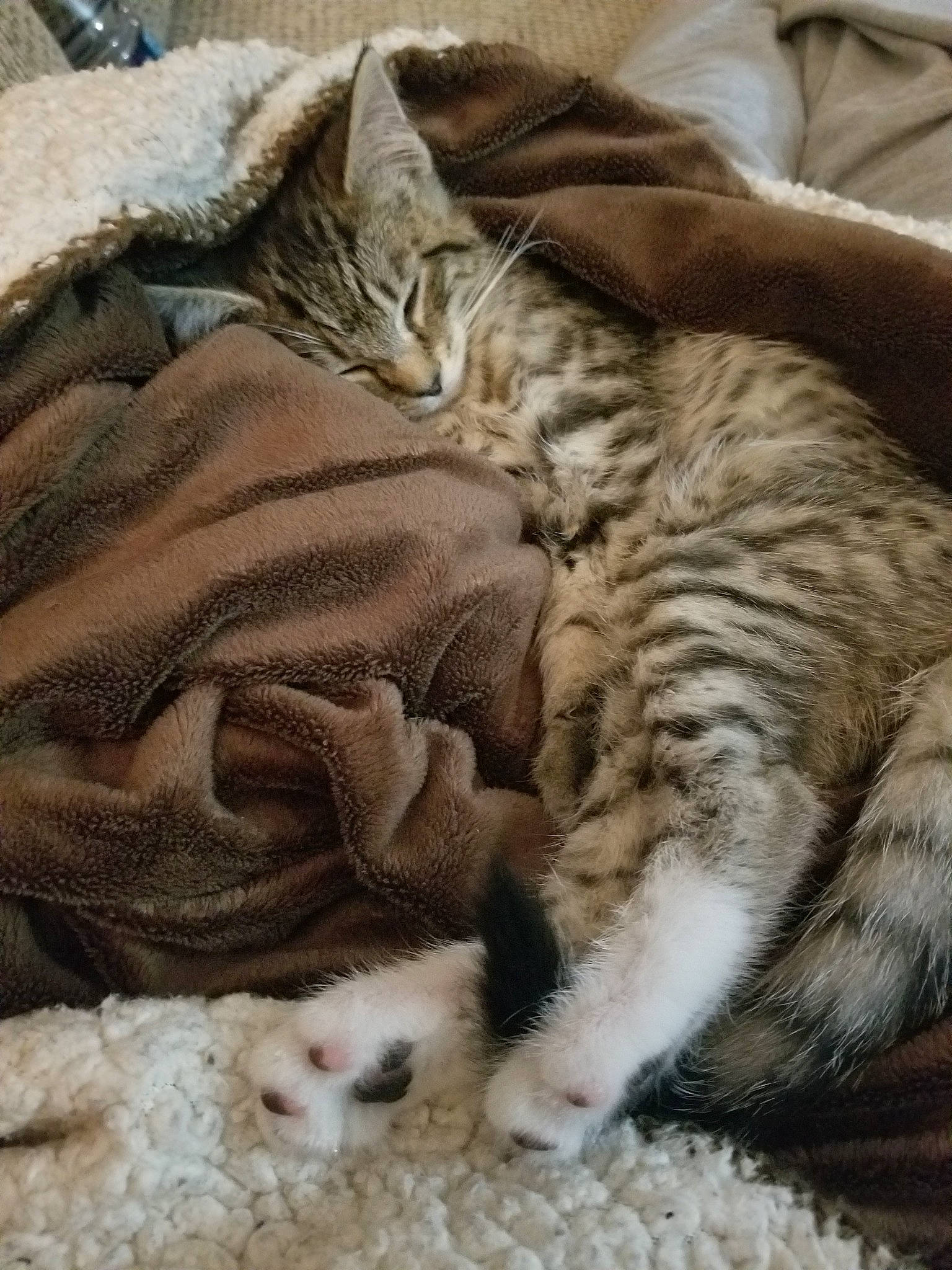 Bee joined the competition — help win amazing prizes! american_shorthair, asian, carnivore, cat, claw, domestic_short_haired_cat, dragon_li, european_shorthair, fawn, felidae, fur, kitten, mammal, nap, paw, pixie_bob, sleep, small_to_medium_sized_cats, tabby_cat, whiskers