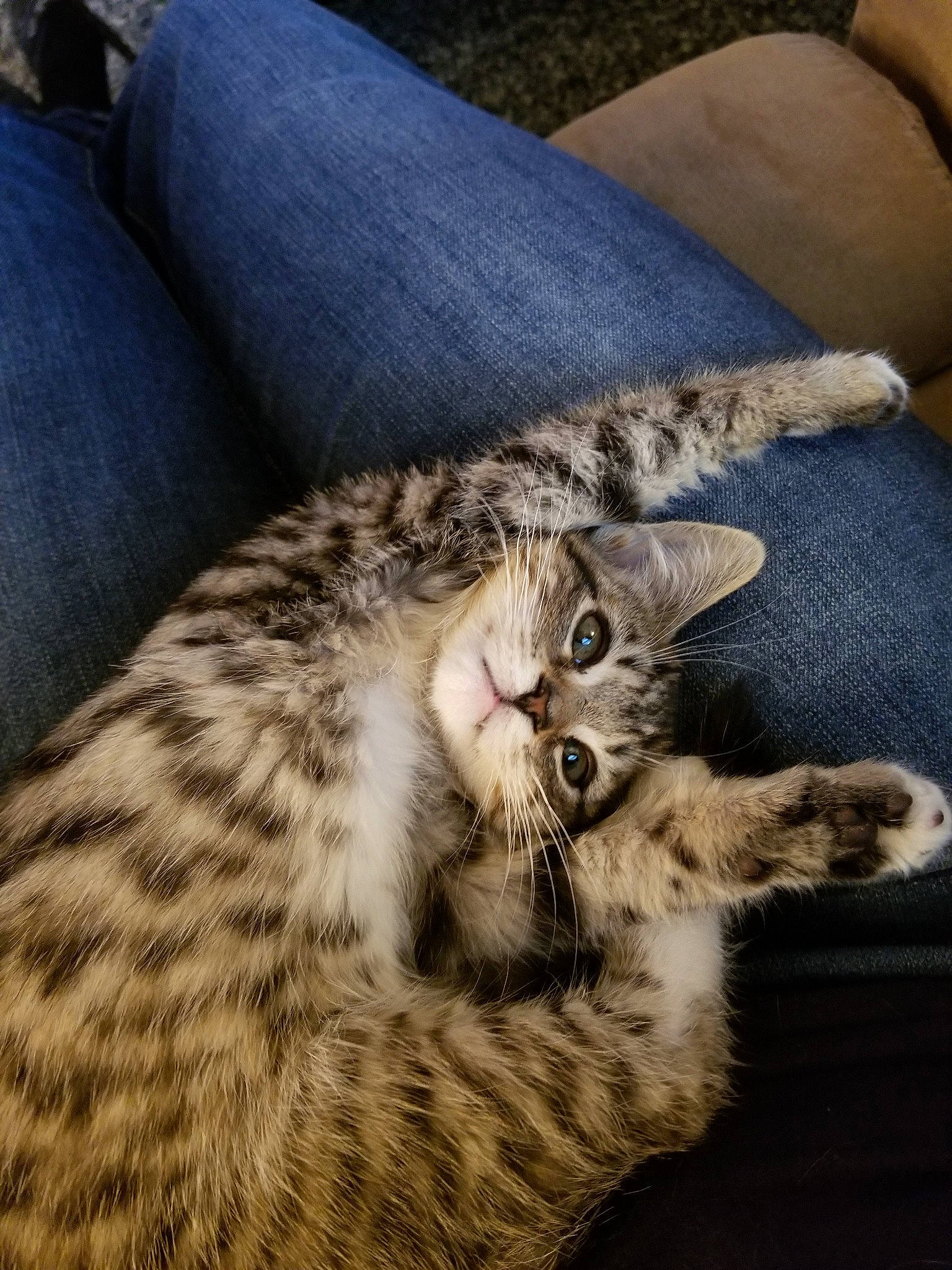 Bee is registered to the contest to win money with this photo: american_shorthair, asian, bengal, california_spangled, carnivore, cat, dragon_li, egyptian_mau, european_shorthair, felidae, kitten, mammal, ocicat, pixie_bob, savannah, small_to_medium_sized_cats, snout, tabby_cat, vertebrate, whiskers