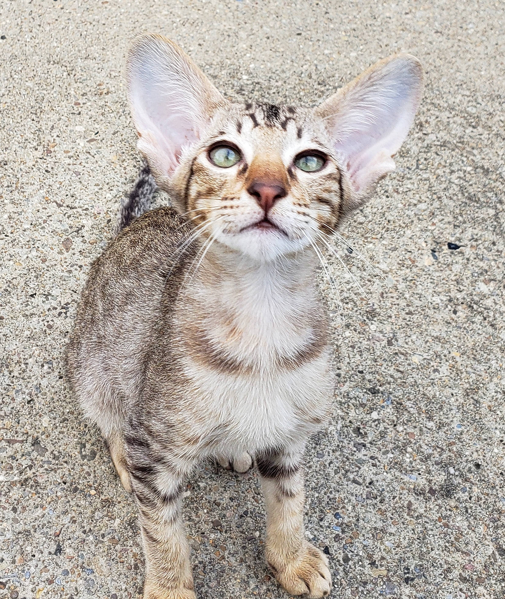 Les joined the competition — help win amazing prizes! aegean_cat, arabian_mau, asian, carnivore, cat, devon_rex, european_shorthair, fawn, felidae, kitten, mammal, oriental_longhair, oriental_shorthair, rex_cat, small_to_medium_sized_cats, sokoke, tabby_cat, vertebrate, whiskers, wildlife