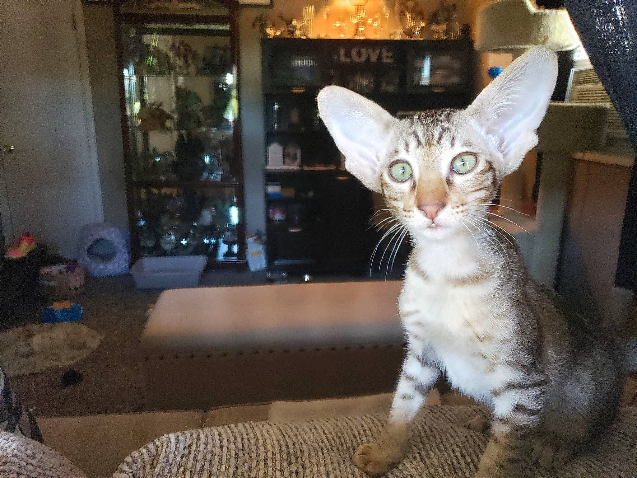 Les joined the competition — help win amazing prizes! aegean_cat, american_wirehair, arabian_mau, asian, australian_mist, carnivore, cat, devon_rex, domestic_short_haired_cat, european_shorthair, felidae, mammal, ocicat, oriental_longhair, oriental_shorthair, savannah, small_to_medium_sized_cats, tabby_cat, vertebrate, whiskers