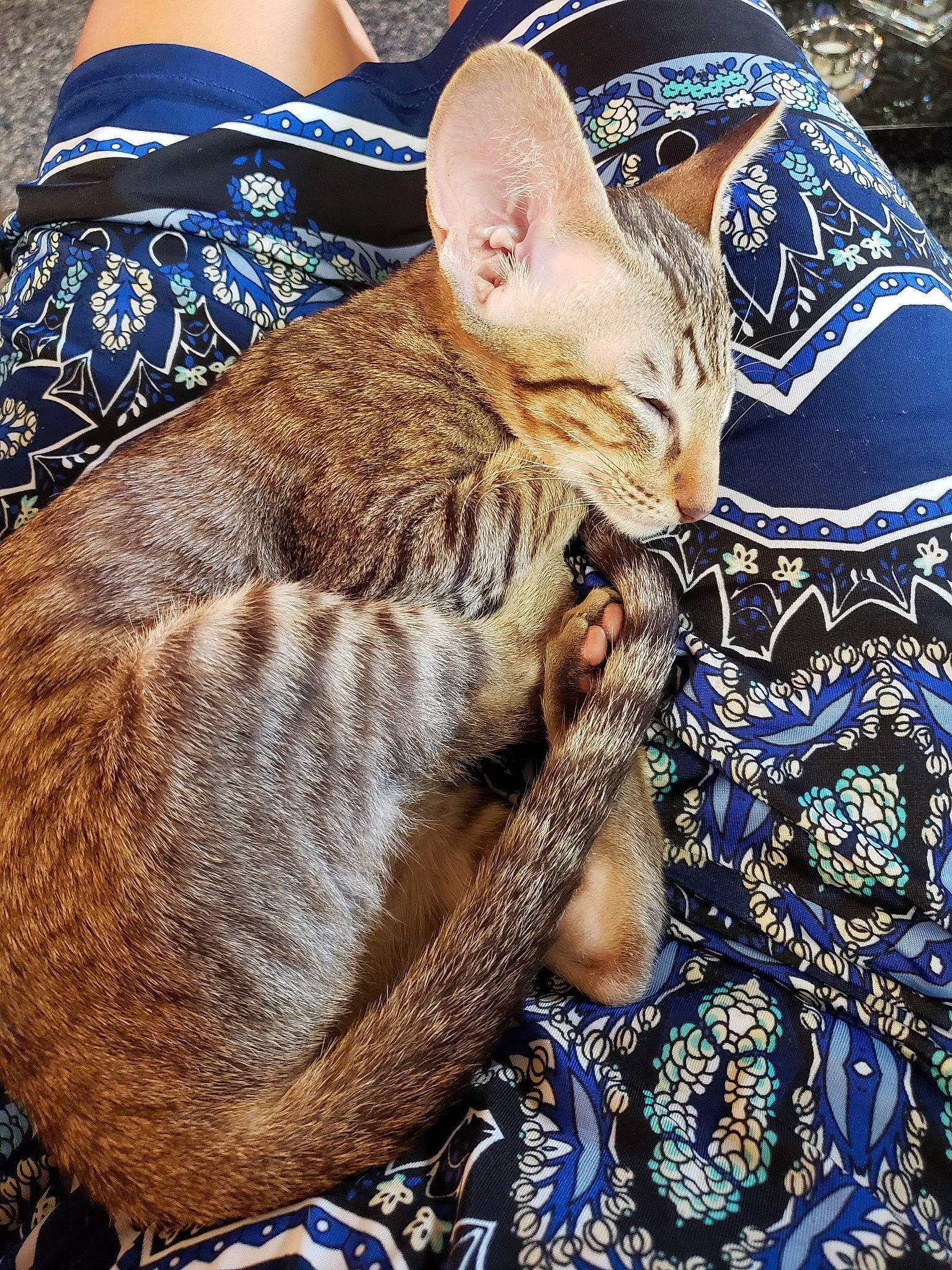 Les joined the competition — help win amazing prizes! asian, carnivore, cat, chausie, dragon_li, european_shorthair, fawn, felidae, fur, german_rex, mammal, ocicat, small_to_medium_sized_cats, tabby_cat, vertebrate, whiskers