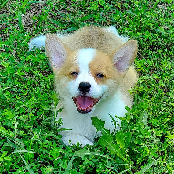 America joined the competition — help win amazing prizes! ancient_dog_breeds, canidae, carnivore, companion_dog, dog, dog_breed, fawn, fur, grass, groundcover, herding_dog, non_sporting_group, plant, snout, spitz, sporting_group, tail, terrestrial_animal, toy_dog, whiskers