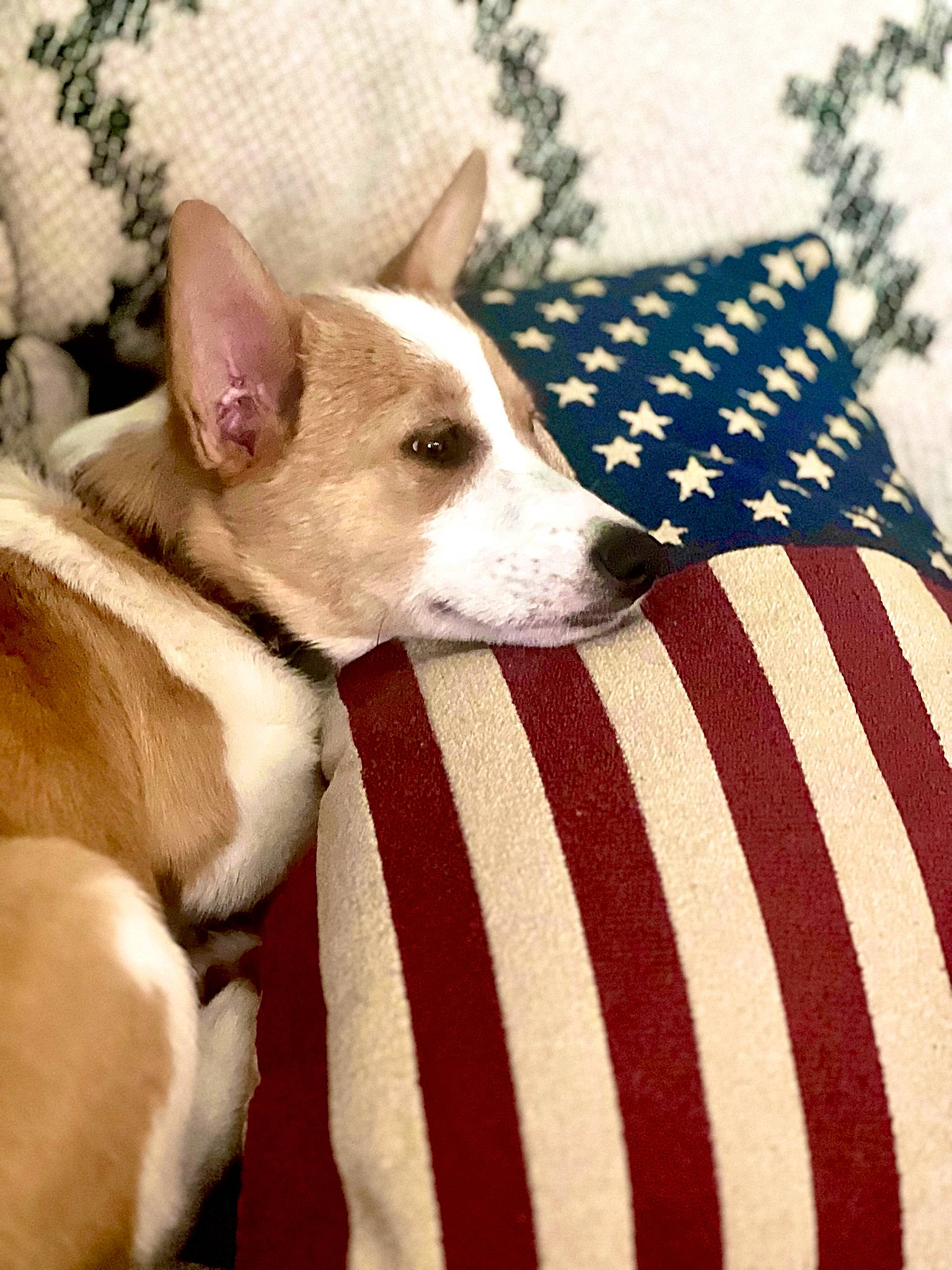 America joined the competition — help win amazing prizes! canidae, carmine, carnivore, collar, comfort, companion_dog, dog, dog_breed, dog_collar, dog_supply, fawn, flag, flag_day_usa, flag_of_the_united_states, linens, pattern, snout, sporting_group, whiskers, working_animal