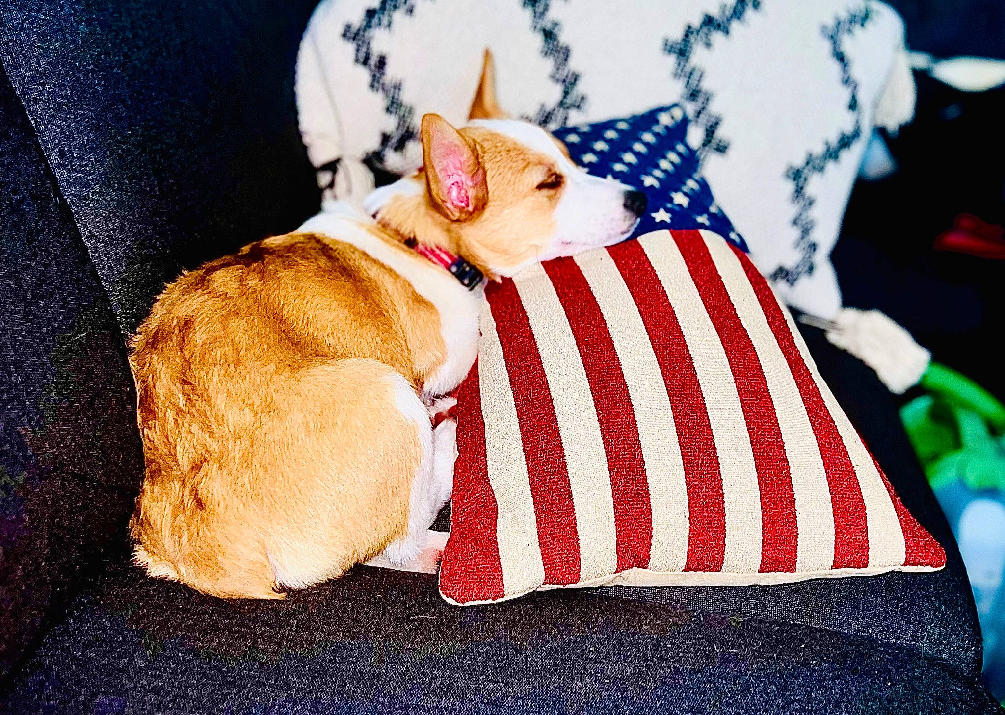 America joined the competition — help win amazing prizes! canidae, carmine, carnivore, cat, comfort, companion_dog, costume_hat, couch, fashion_accessory, fawn, felidae, flag_of_the_united_states, fur, hat, human_leg, linens, paw, small_to_medium_sized_cats, tail, whiskers