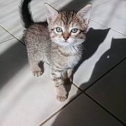 Lua participe au concours pour gagner de l'argent avec cette photo : kitten, cat, tabby, pet, animal, feline, cute, young, indoor, floor, tile, shadow, sunlight, whiskers, ears, eyes, tail, fur, small, curious