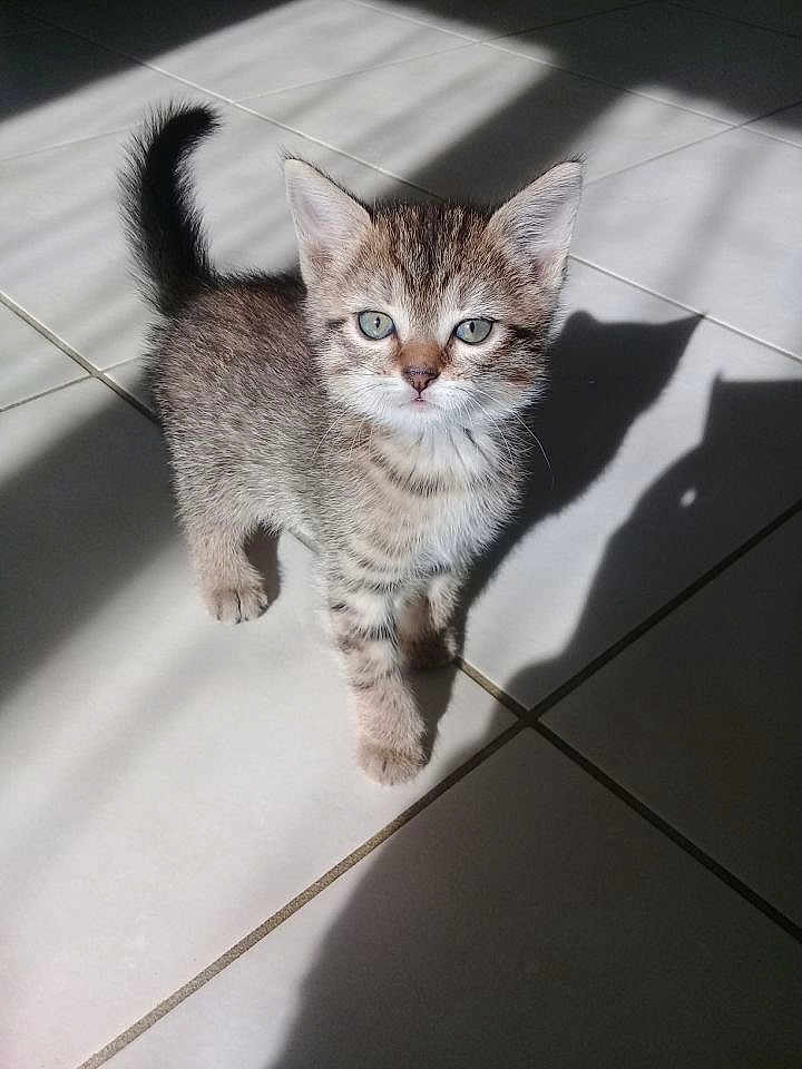 Lua participe au concours pour gagner de l'argent avec cette photo : kitten, cat, tabby, pet, animal, feline, cute, young, indoor, floor, tile, shadow, sunlight, whiskers, ears, eyes, tail, fur, small, curious