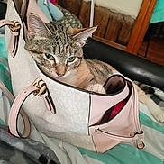 Sailor joined the competition — help win amazing prizes! animal, bed, blanket, cat, cozy, curious, cute, domestic, feline, furniture, handbag, indoor, pet, pink, relaxed, resting, soft, striped, tabby_cat, white