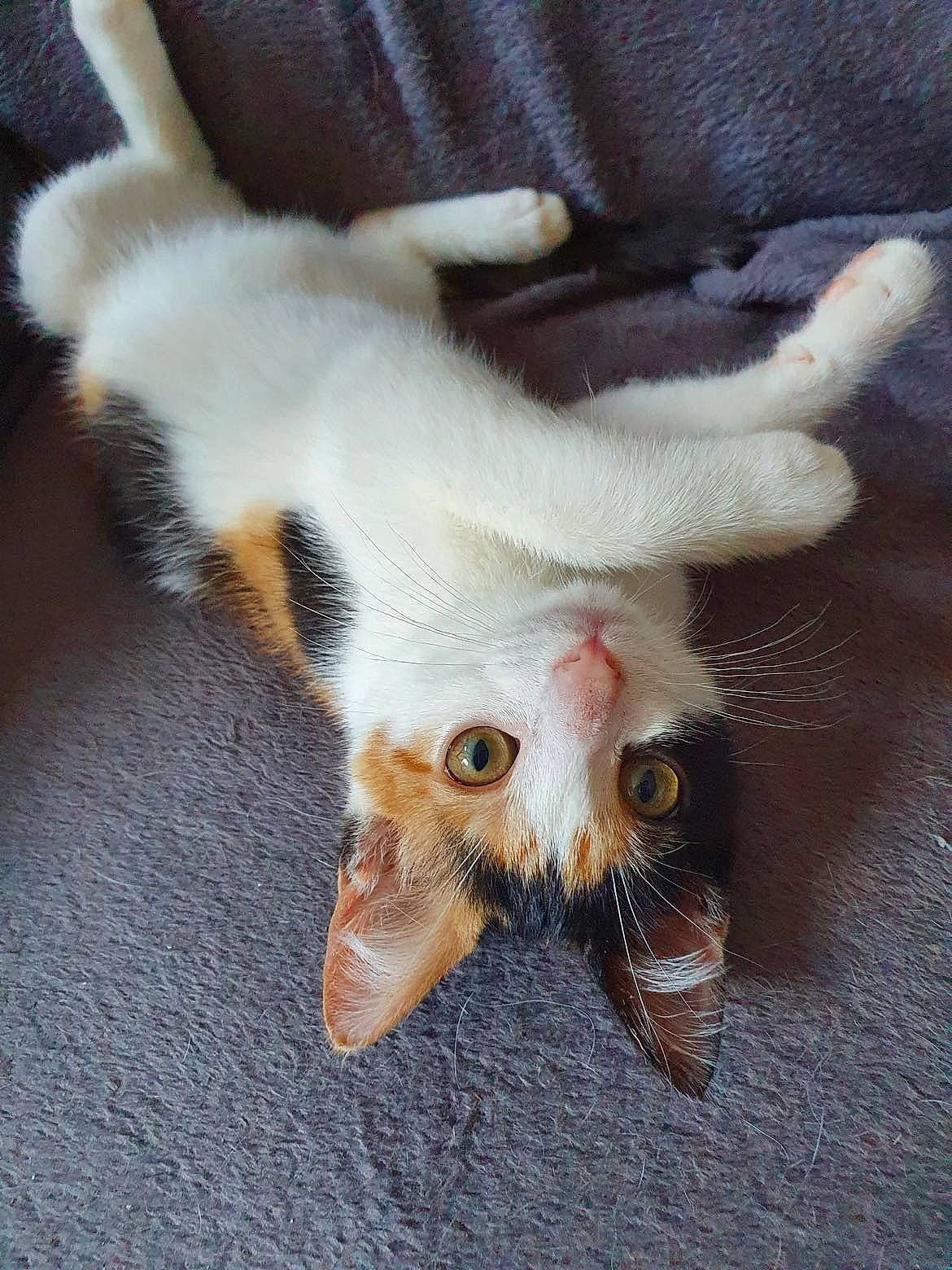 Sunny a rejoint le concours — aidez-le/la à gagner de superbes lots ! carnivore, cat, claw, domestic_short_haired_cat, eye, fawn, felidae, foot, fruit, fur, paw, plant, small_to_medium_sized_cats, tail, terrestrial_animal, whiskers