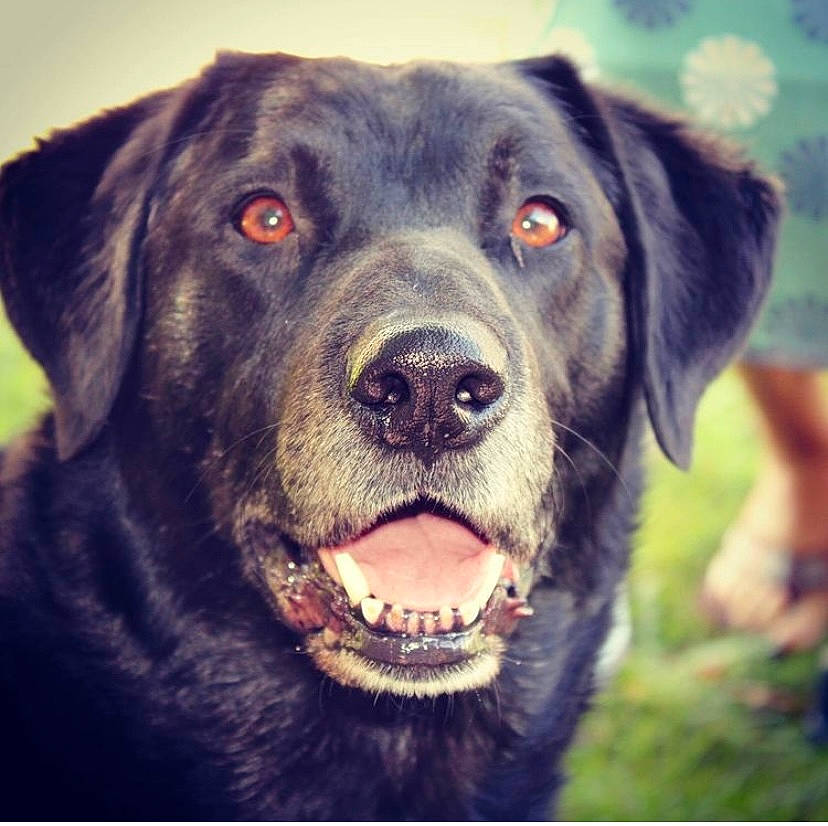 Tic a rejoint le concours — aidez-le/la à gagner de superbes lots ! borador, canidae, carnivore, collar, companion_dog, dog, dog_breed, dog_collar, eye, fur, gun_dog, happy, head, plant, snout, sporting_group, square, whiskers, working_animal, working_dog