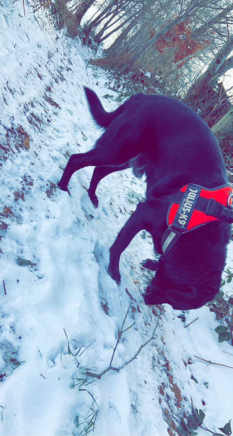 Tic participe au concours pour gagner de l'argent avec cette photo : arctic, canidae, carmine, carnivore, dog, dog_breed, electric_blue, freezing, guard_dog, ice_cap, magenta, mountaineering, recreation, shadow, slope, snow, sporting_group, tail, winter, working_animal