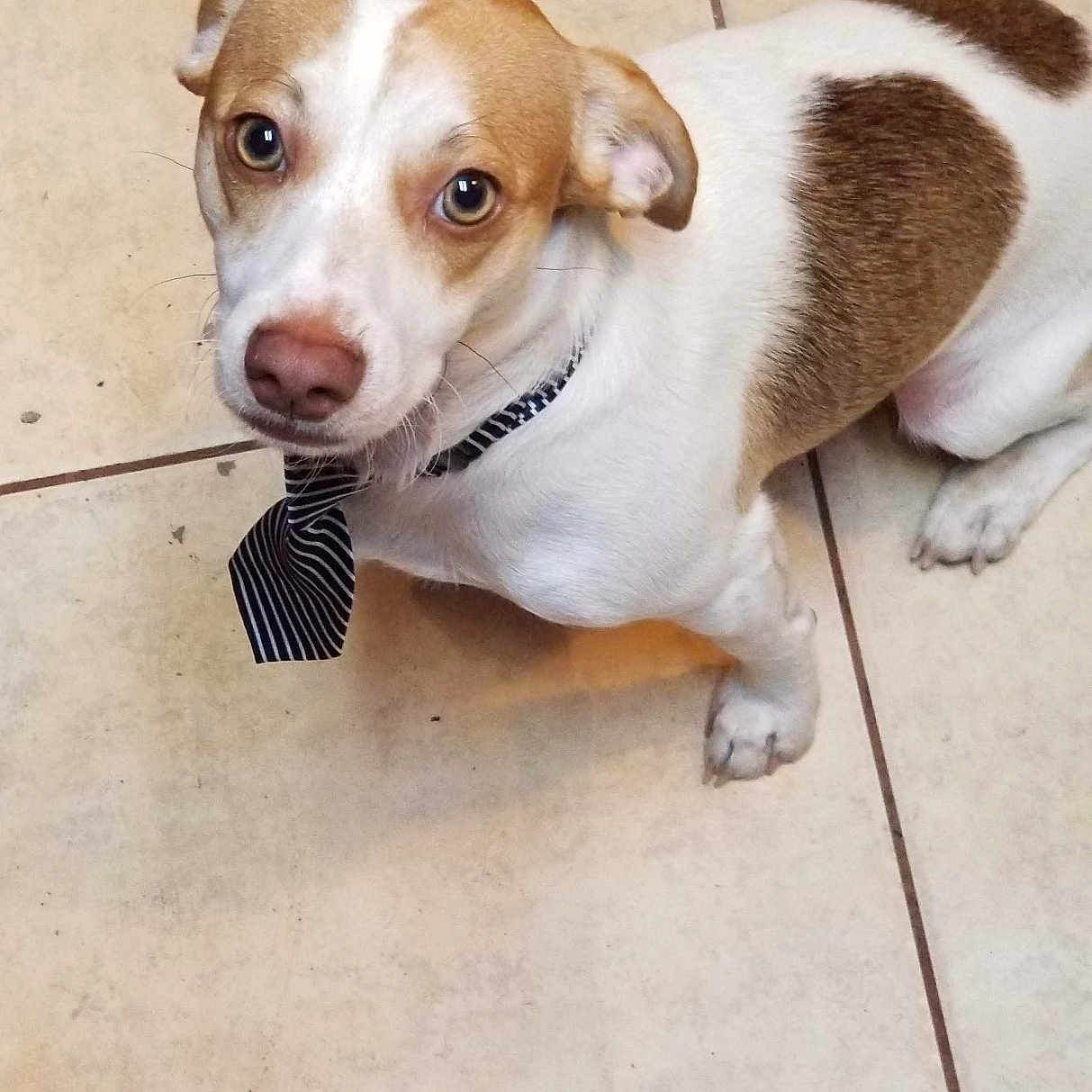 Taco joined the competition — help win amazing prizes! accessories, animal, beagle, canine, chihuahua, clothing, dog, footwear, formalwear, hound, husky, labradorretriever, leash, pet, puppy, shoe, snout, strap, tie, tile