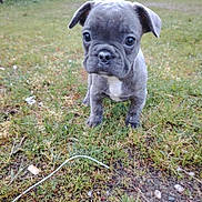 Alvyn participe au concours pour gagner de l'argent avec cette photo : animal, backyard, ball, boxer, bulldog, canine, dog, football, frenchbulldog, grass, nature, outdoors, pet, pitbull, plant, pug, puppy, snout, soil, yard