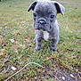 animal, backyard, ball, boxer, bulldog, canine, dog, football, frenchbulldog, grass, nature, outdoors, pet, pitbull, plant, pug, puppy, snout, soil, yard