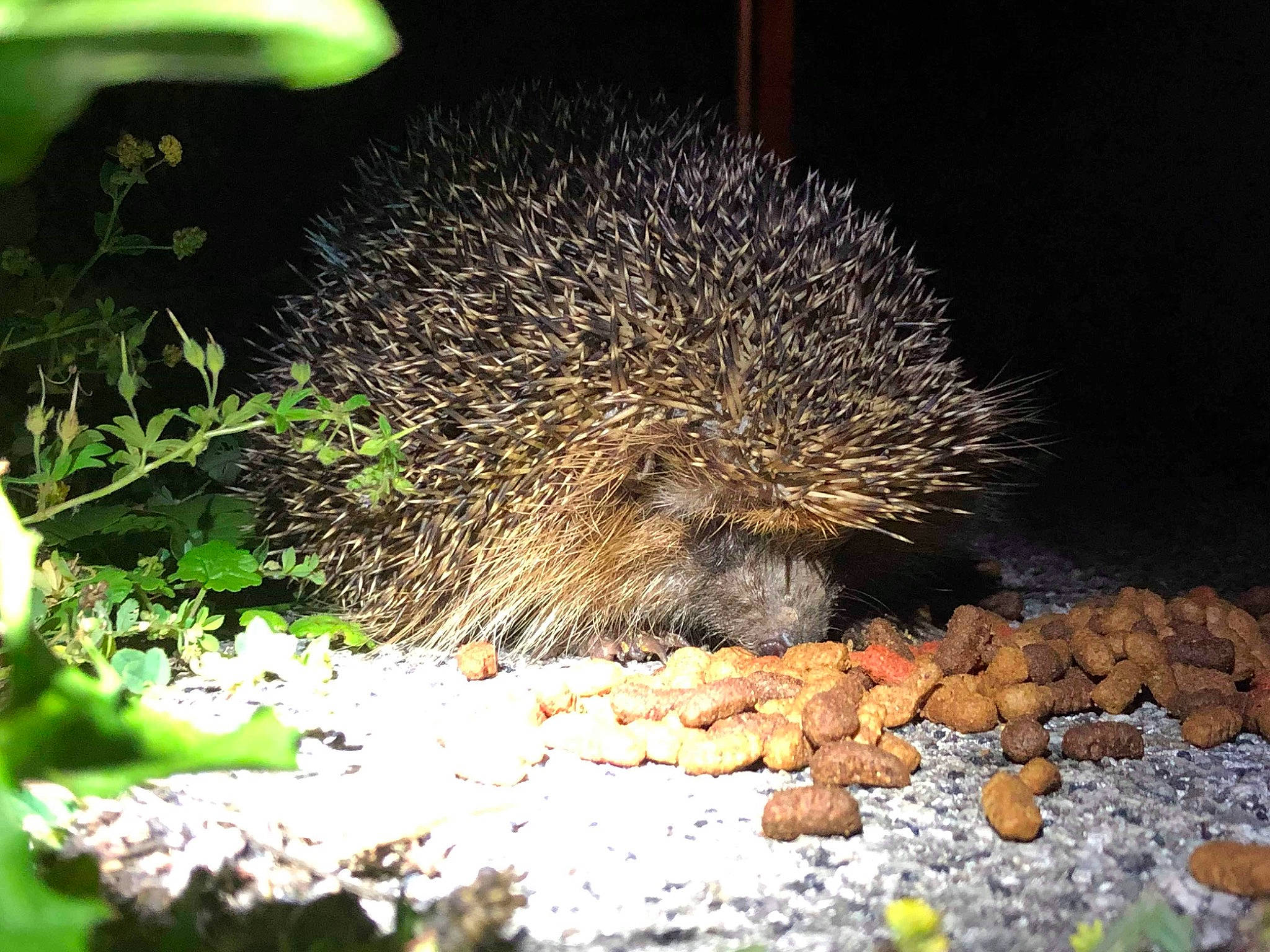 Pikpik participe au concours pour gagner de l'argent avec cette photo : adaptation, domesticated_hedgehog, echidna, erinaceidae, fawn, hedgehog, monotreme, new_world_porcupine, organism, porcupine, rodent, snout, terrestrial_animal, wildlife