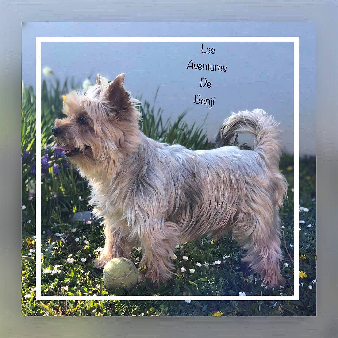 Benji participe au concours pour gagner de l'argent avec cette photo : art, canidae, carnivore, collar, companion_dog, dog, dog_breed, dog_supply, font, grass, nature, plant, rectangle, small_terrier, sporting_group, tail, terrestrial_animal