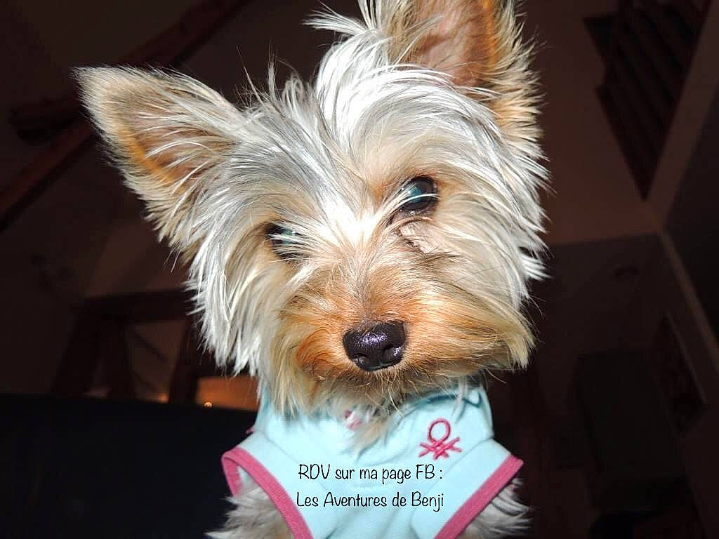 Benji a rejoint le concours — aidez-le/la à gagner de superbes lots ! biewer_terrier, canidae, carnivore, collar, companion_dog, dog, dog_breed, dog_supply, fur, small_terrier, snout, sporting_group, terrier, toy_dog, working_animal