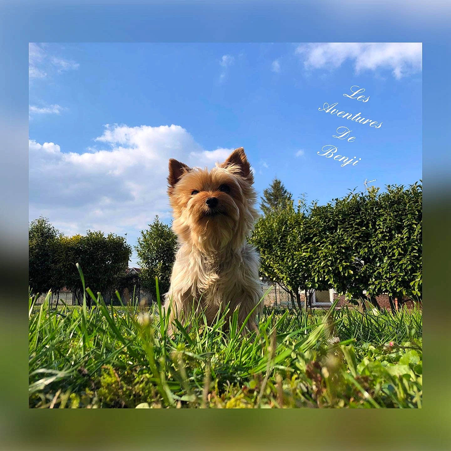 Benji a rejoint le concours — aidez-le/la à gagner de superbes lots ! carnivore, cloud, companion_dog, dog, dog_breed, fawn, fur, grass, natural_landscape, plant, sky, small_terrier, snout, tail, terrestrial_animal, terrier, toy_dog, tree, whiskers, yorkshire_terrier