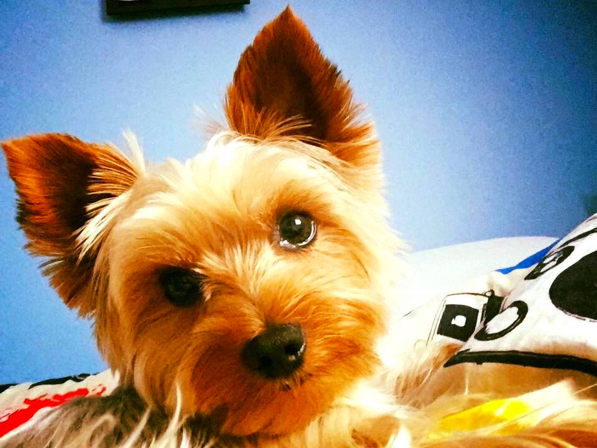 Benji a rejoint le concours — aidez-le/la à gagner de superbes lots ! australian_silky_terrier, australian_terrier, cairn_terrier, carnivoran, companion_dog, dog, dog_breed, dog_crossbreeds, dog_like_mammal, norwich_terrier, puppy, puppy_love, rare_breed_dog, small_terrier, snout, terrier, toy_dog, vertebrate, yorkshire_terrier