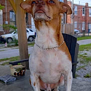 Chico joined the competition — help win amazing prizes! animal, brown_and_white, buildings, car, chain_link_fence, chair, concrete, daylight, dog, fence, grass, necklace, outdoor, pet, portrait, sidewalk, sitting, table, urban, wooden_shelter
