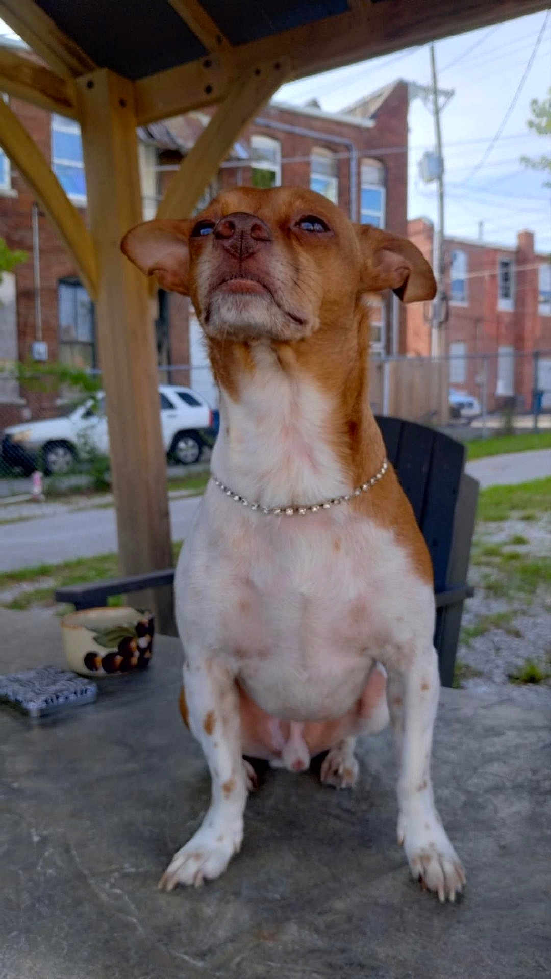 Chico