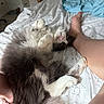 Nemo is registered to the contest to win money with this photo: cat, fluffy_cat, white_cat, gray_cat, pet, bed, bedroom, blanket, human_leg, paw, fur, relaxing, domestic_animal, indoor, resting, cute, playful, animal, sleepy, cozy
