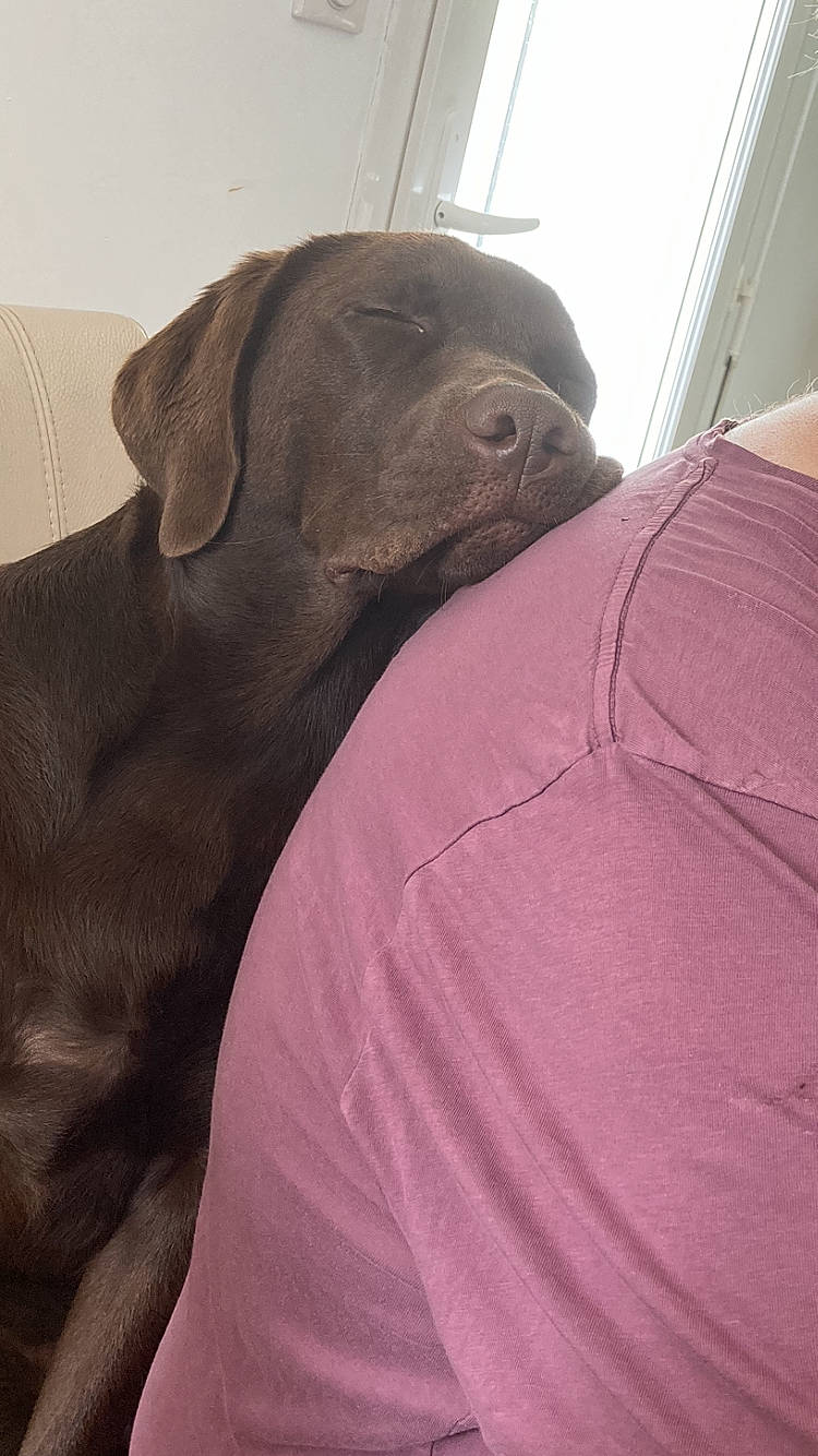 Ryo a rejoint le concours — aidez-le/la à gagner de superbes lots ! borador, canidae, carnivore, collar, comfort, companion_dog, couch, dog, dog_breed, dog_collar, fawn, guard_dog, gun_dog, liver, magenta, snout, sporting_group, terrestrial_animal, whiskers, working_animal