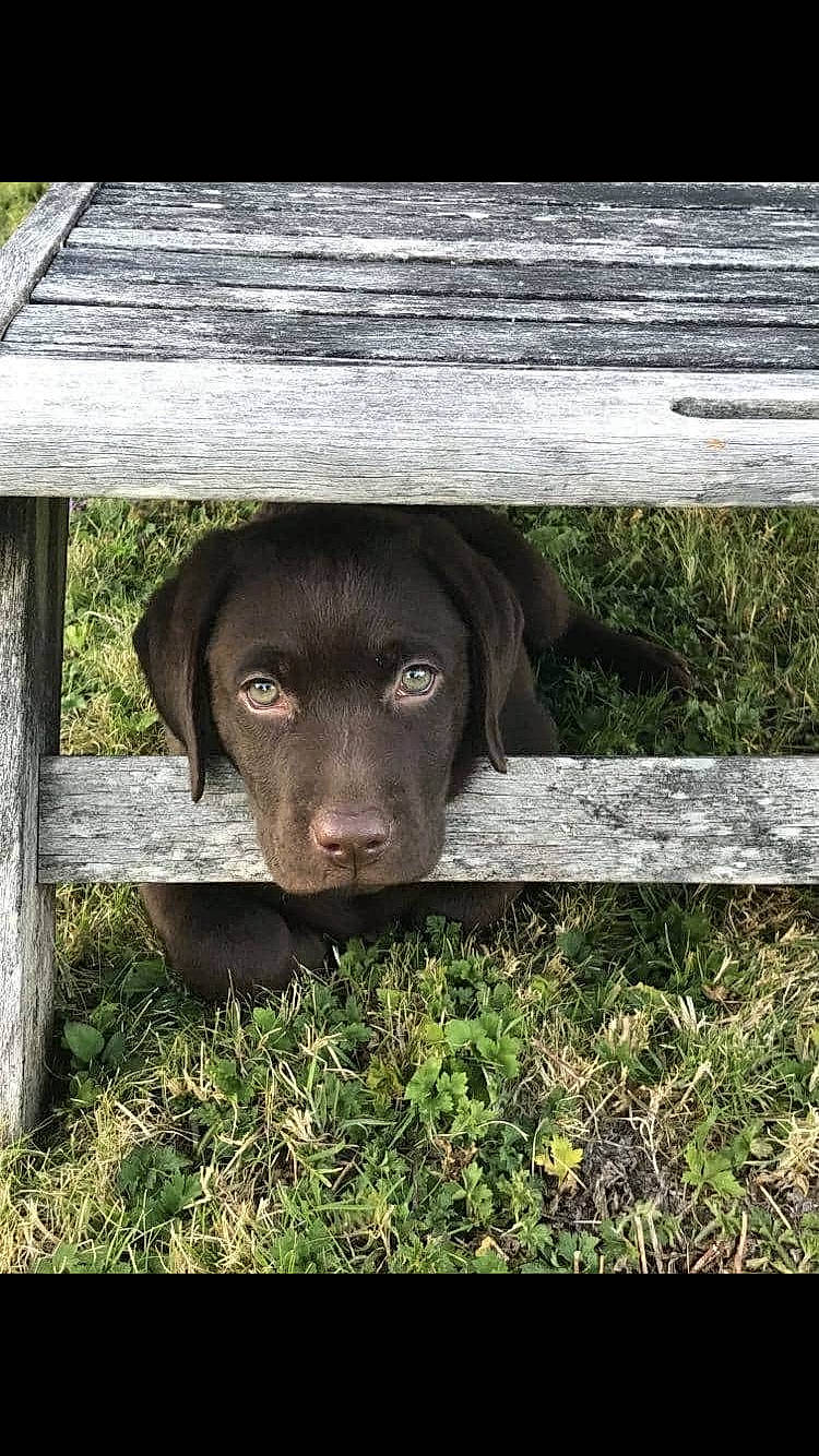 Ryo participe au concours pour gagner de l'argent avec cette photo : borador, canidae, carnivore, companion_dog, dog, dog_breed, fur, grass, gun_dog, hunting_dog, liver, plant, rectangle, snout, sporting_group, terrestrial_animal, wood, working_animal