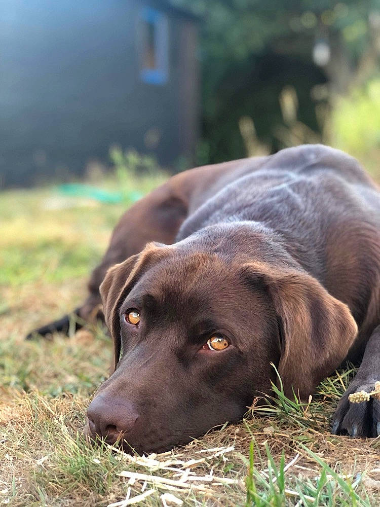 Ryo participe au concours pour gagner de l'argent avec cette photo : borador, canidae, carnivore, collar, companion_dog, dog, dog_breed, dog_collar, fawn, fur, grass, gun_dog, liver, plant, retriever, snout, sporting_group, terrestrial_animal, whiskers, working_animal