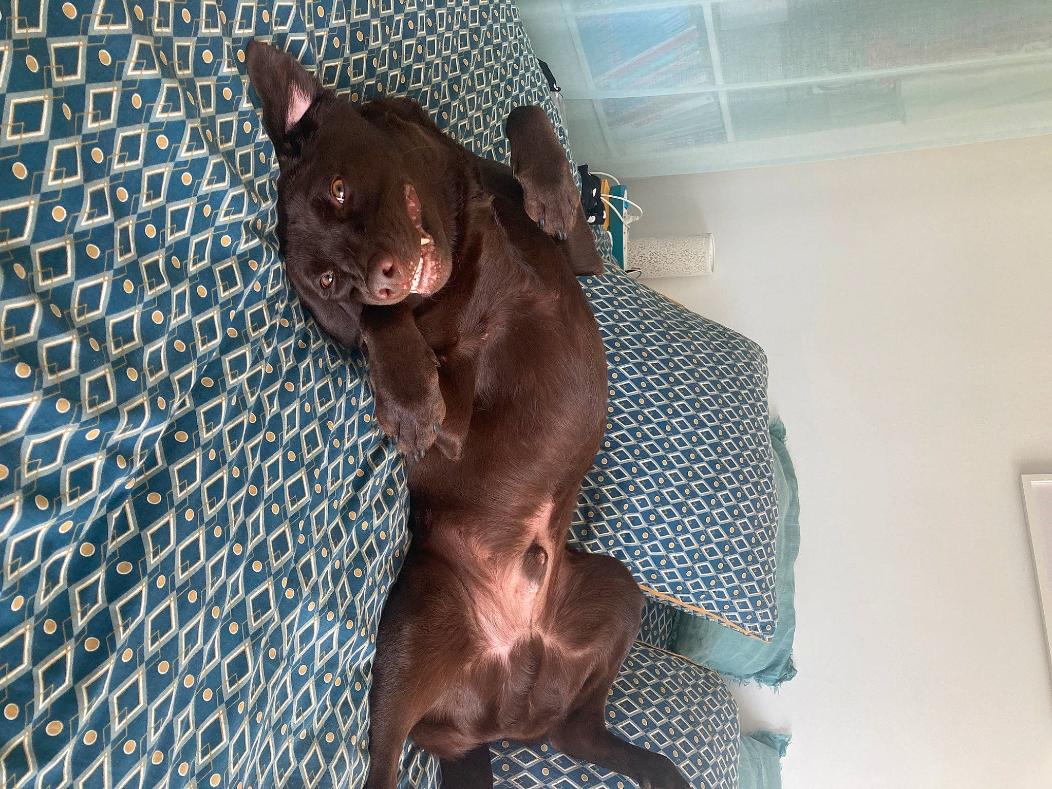 Ryo participe au concours pour gagner de l'argent avec cette photo : canidae, carnivore, comfort, companion_dog, dog, dog_breed, ear, fawn, guard_dog, liver, non_sporting_group, pet_supply, snout, sporting_group, terrestrial_animal, toy_dog, whiskers, working_animal