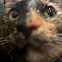 Eclipse is registered to the contest to win money with this photo: cat, close_up, blurry, face, eyes, whiskers, fur, animal, pet, nose, indoor, curious, macro, texture, muzzle, feline, portrait, background, soft_focus, close
