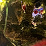 Eclipse joined the competition — help win amazing prizes! cat, tortoiseshell, christmas_tree, ornaments, lights, holiday, curious, pet, close_up, branches, indoor, decorations, festive, animal, feline, playful, green, red, background, twinkle