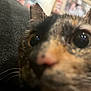 cat, close_up, face, whiskers, eyes, fur, pet, animal, indoor, texture, curious, blurred, portrait, muzzle, ears, feline, domestic, soft, background, close