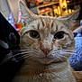 Rusty is registered to the contest to win money with this photo: cat, ginger_cat, tabby, close_up, whiskers, indoor, pet, feline, face, fur, curious, green_eyes, animal, mammal, domestic_cat, portrait, soft_light, blurred_background, cute, calm