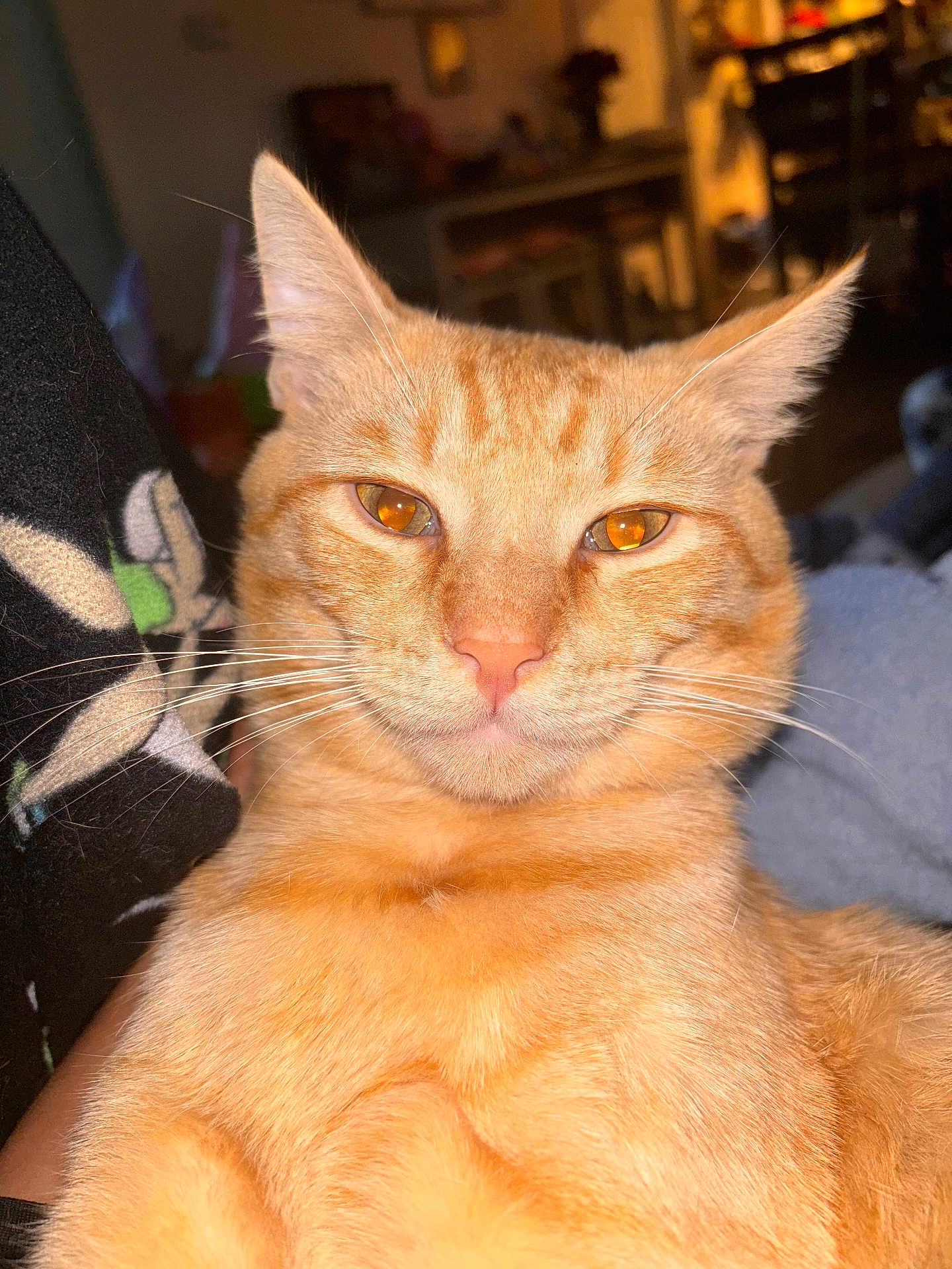 Rusty joined the competition — help win amazing prizes! cat, ginger_cat, close_up, indoor, pet, animal, feline, whiskers, fur, eyes, relaxed, cozy, warm_lighting, portrait, domestic_animal, cute, face, mammal, orange_fur, household