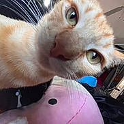 Rusty joined the competition — help win amazing prizes! cat, close_up, indoor, feline, curious, light_orange, white_fur, green_eyes, whiskers, pink_plush, ceiling_fan, open_door, household, furniture, soft_toy, domestic_animal, pet, face, fur, room