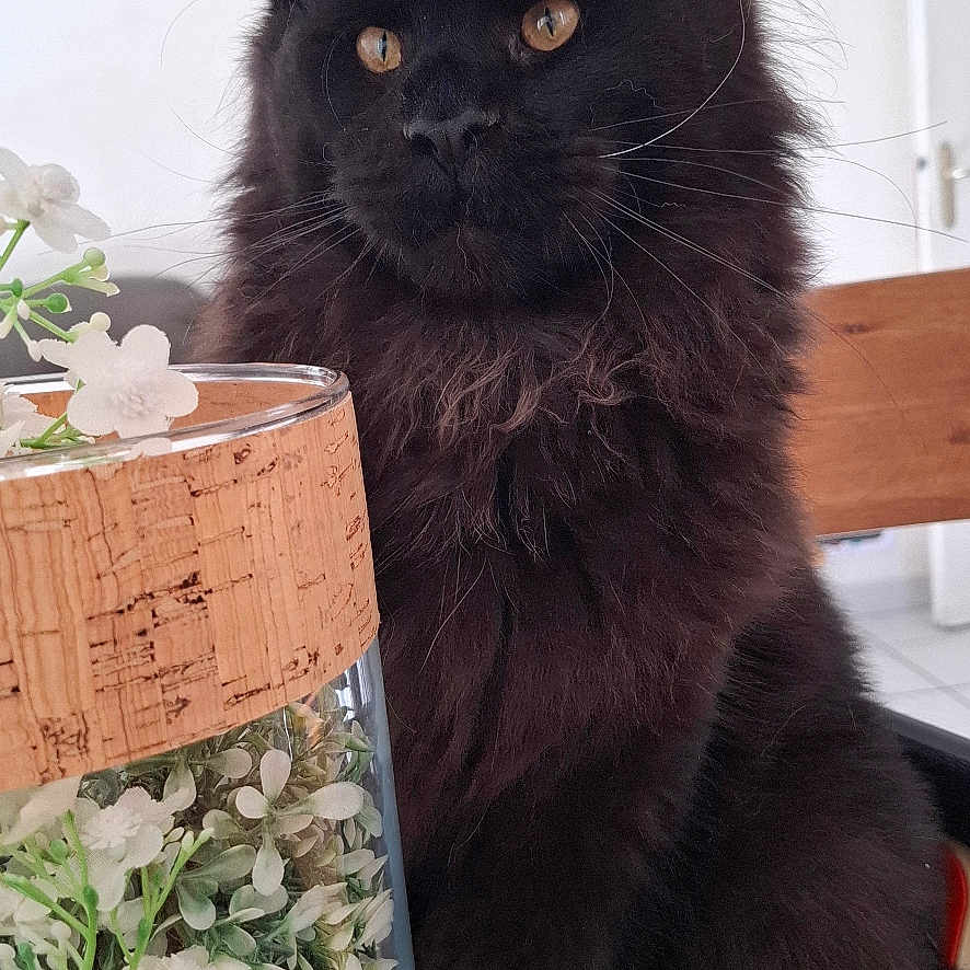 Bagheera