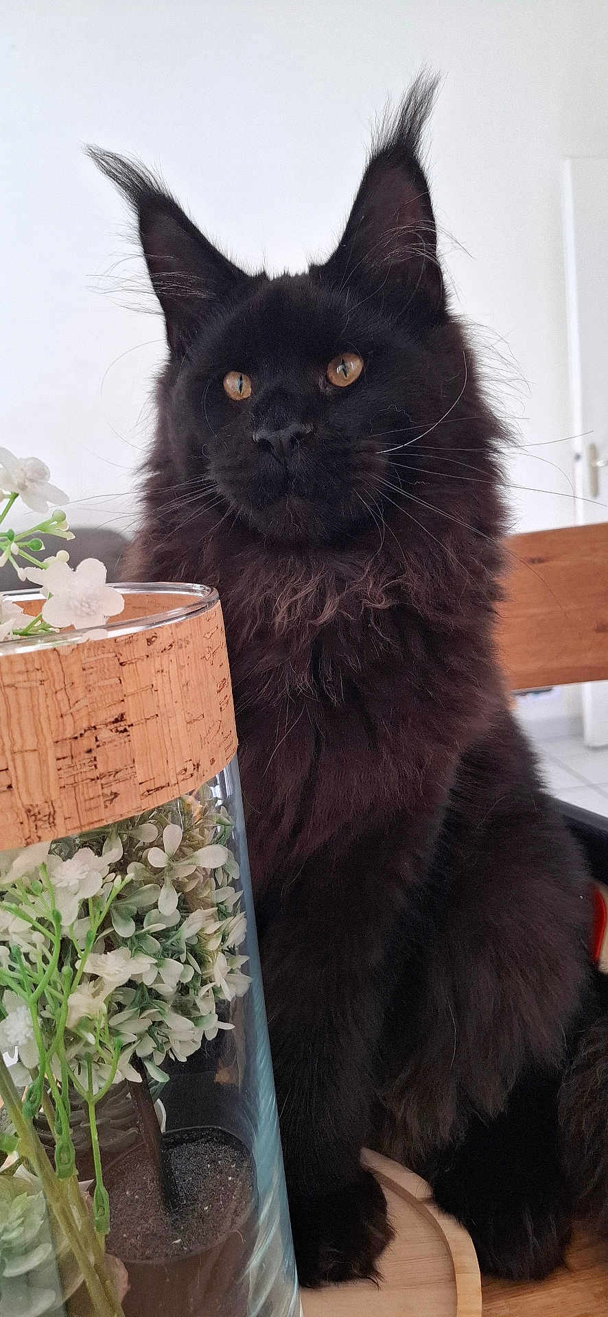 Bagheera participe au concours pour gagner de l'argent avec cette photo : cat, black_cat, animal, pet, indoor, flower, vase, glass, plant, wood, table, fur, whiskers, ears, closeup, domestic_cat, eyes, portrait, sitting, cute