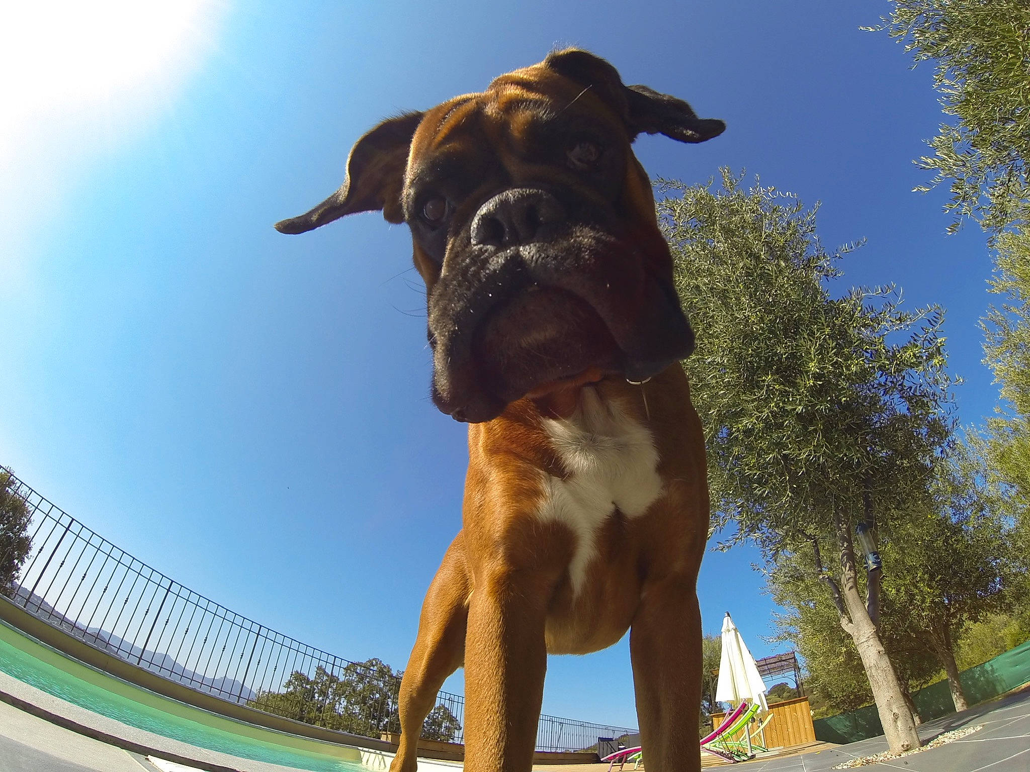 Haïko a rejoint le concours — aidez-le/la à gagner de superbes lots ! boxer, canidae, carnivore, cloud, collar, companion_dog, dog, dog_breed, dog_collar, fawn, leisure, molosser, plant, recreation, sky, snout, sporting_group, street_light, tree, working_animal