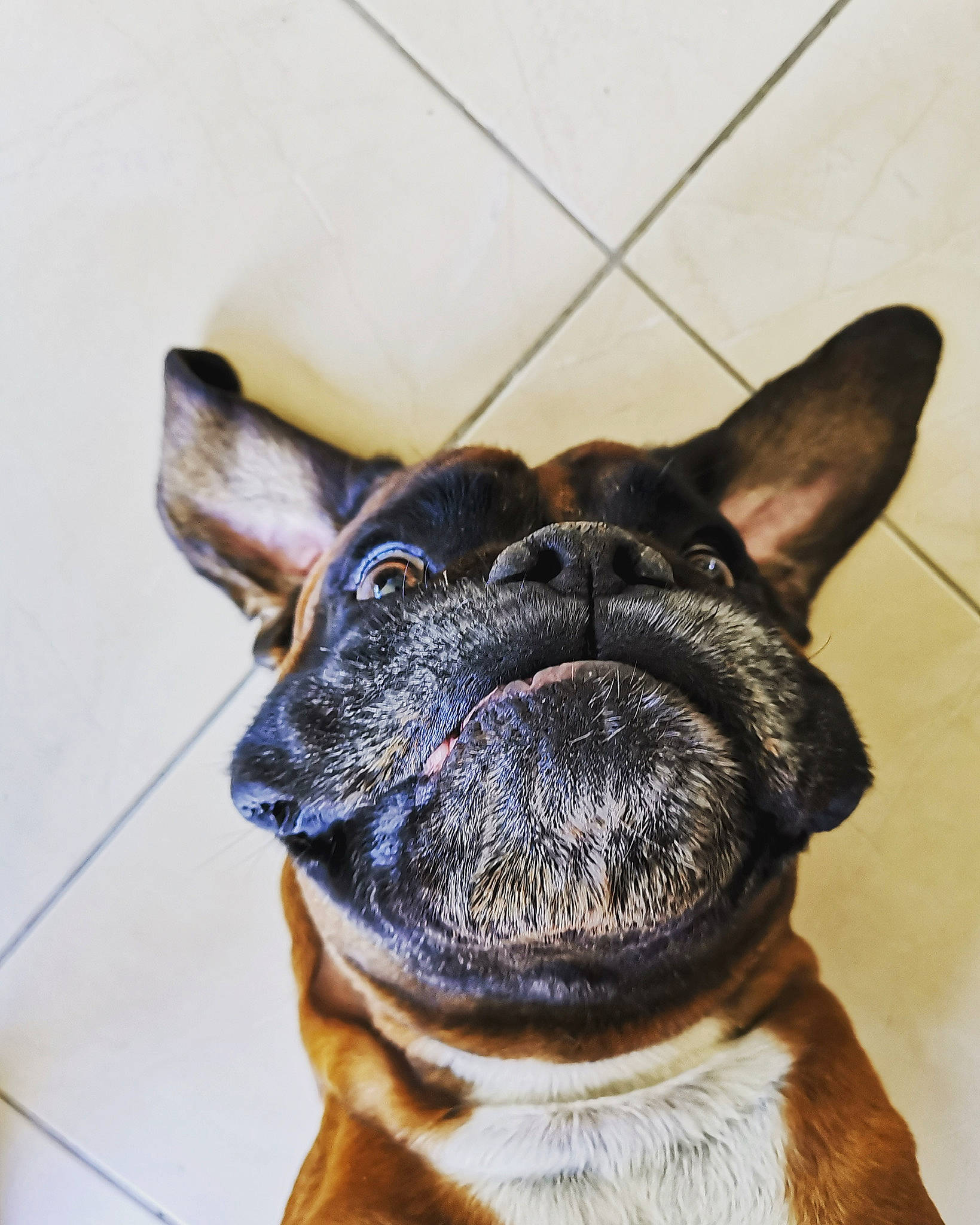 Haïko participe au concours pour gagner de l'argent avec cette photo : bulldog, canidae, carnivore, collar, companion_dog, dog, dog_breed, dog_collar, ear, eye, fawn, french_bulldog, fur, sporting_group, terrestrial_animal, toy_dog, whiskers, working_animal, working_dog, wrinkle