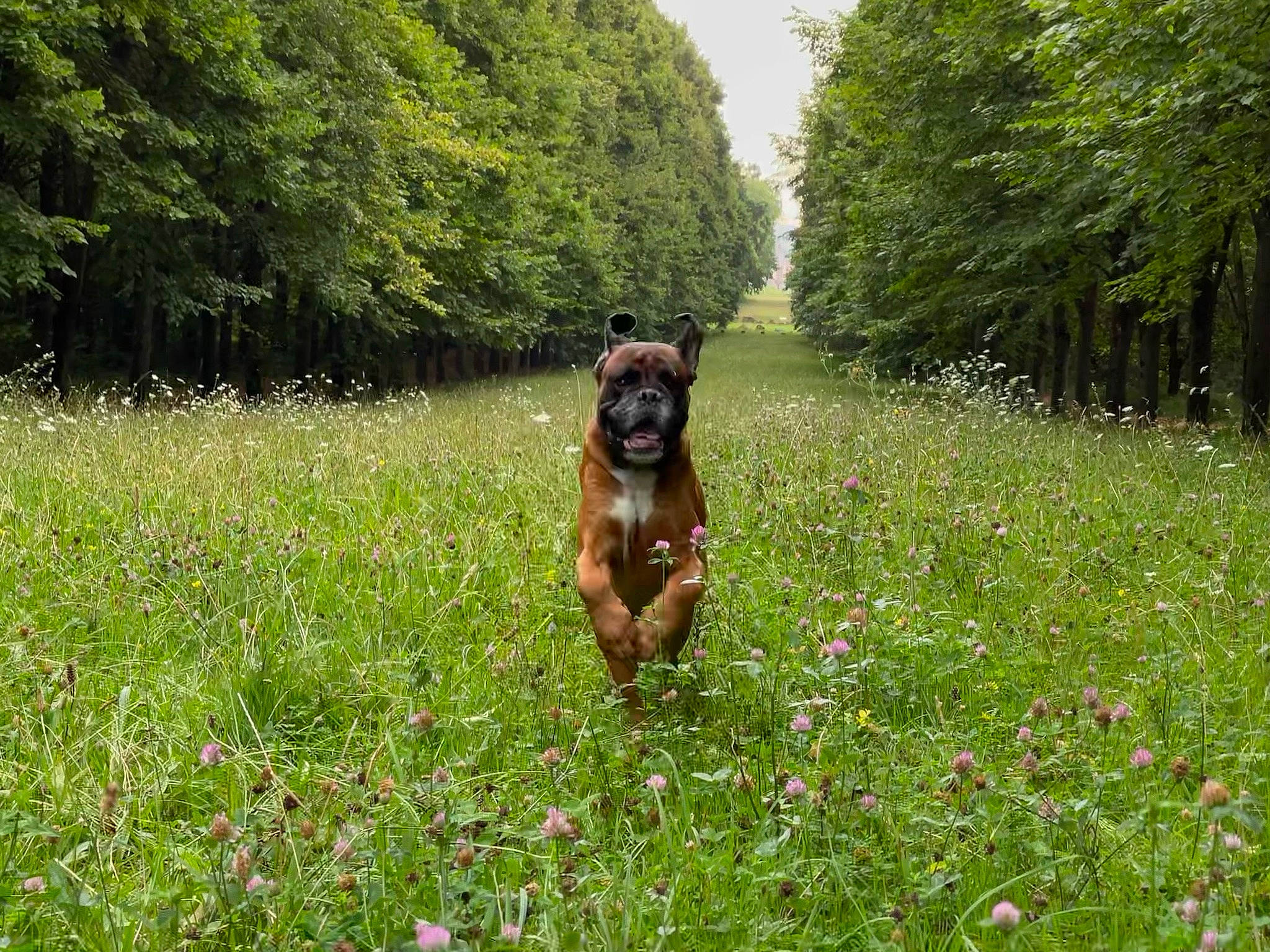 Haïko a rejoint le concours — aidez-le/la à gagner de superbes lots ! carnivore, dog, dog_breed, fawn, flower, grass, grass_family, grassland, groundcover, liver, meadow, natural_landscape, people_in_nature, plant, plant_community, prairie, shrub, sky, tree, working_animal