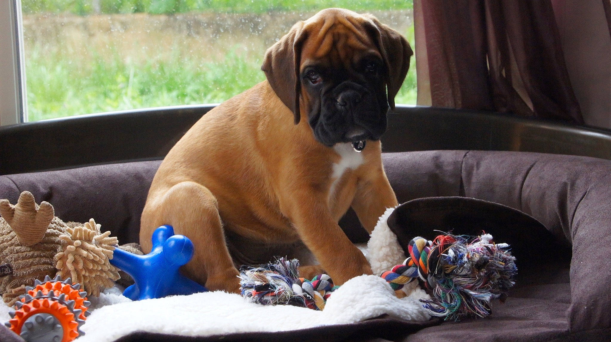 Haïko participe au concours pour gagner de l'argent avec cette photo : boxer, carnivore, collar, comfort, companion_dog, couch, curtain, dog, dog_breed, dog_collar, dog_supply, fawn, liver, paw, pet_supply, snout, sporting_group, vertebrate, working_animal, wrinkle