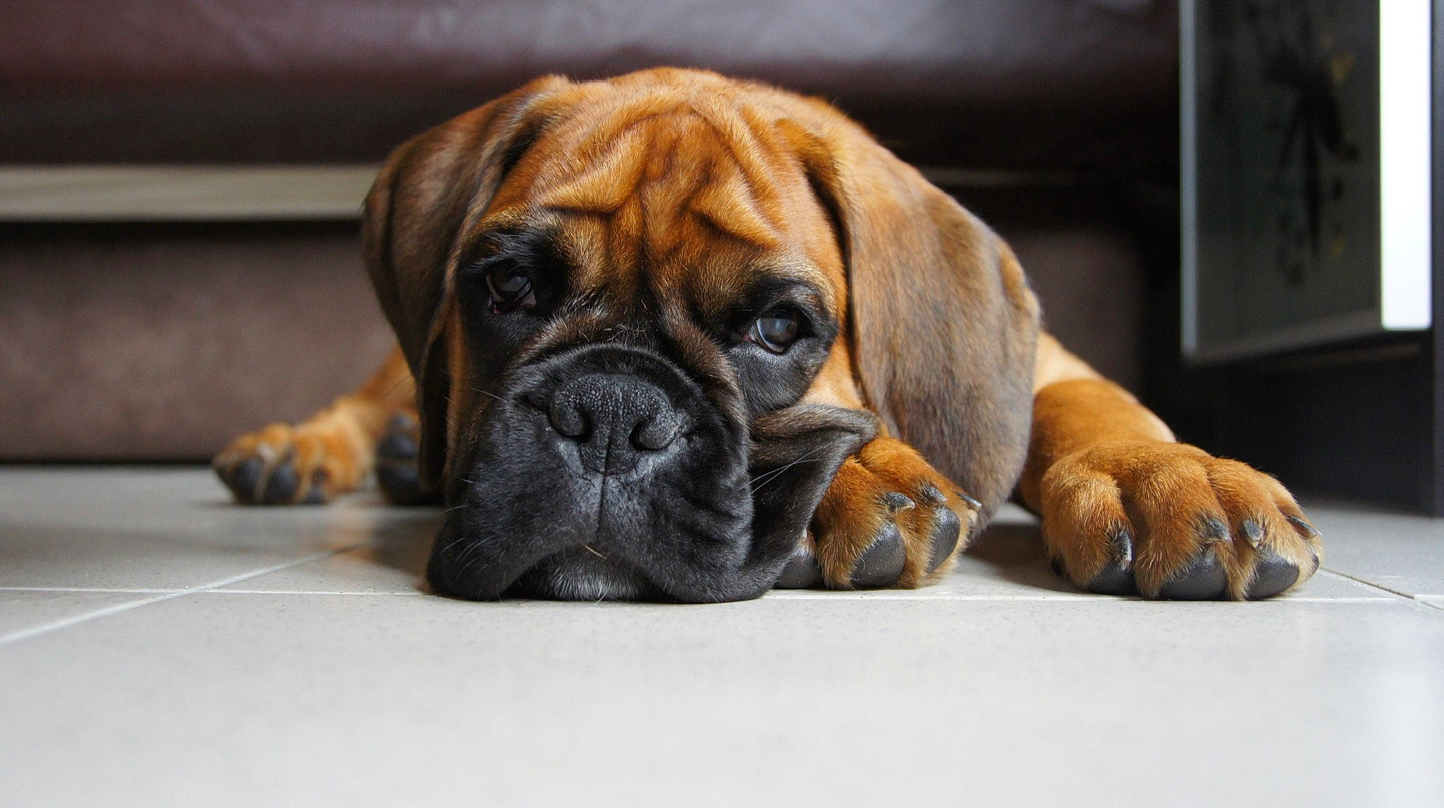 Haïko participe au concours pour gagner de l'argent avec cette photo : biting, bored, boxer, carnivore, collar, companion_dog, dog, dog_breed, dog_supply, fawn, grass, guard_dog, liver, molosser, snout, sporting_group, terrestrial_animal, whiskers, working_dog, wrinkle