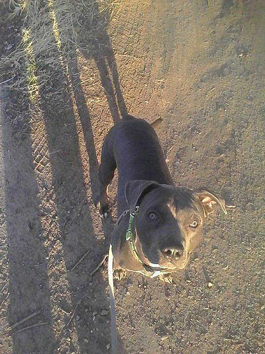 Bugsy